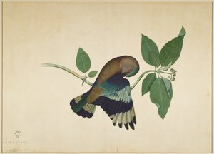 Carraca India en Rama de Sándalo, folio de una Serie Comisionada por Lady Impey, 1779
