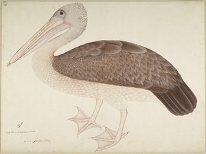 Pelícano de pico manchado, folio de una serie encargada por Lady Impey, c.1780-82 de Shaikh Zain ud Din