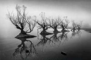 Árboles desnudos entre la niebla de Shanrui Ren