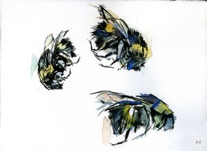 Estudios sobre abejas, 2024 (tinta sobre papel)
