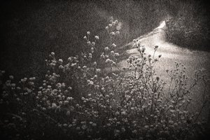  de Sheila Bernard