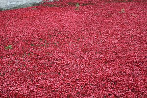 Tierras y mares de rojo barridos por la sangre, Torre de Londres, 2014