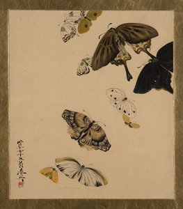 Pinturas de laca de varios temas: Mariposas de Shibata Zeshin