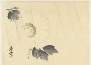 Peonía blanca bajo la lluvia de Shibata Zeshin