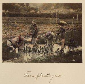 Trasplante de arroz de Shinichi Suzuki