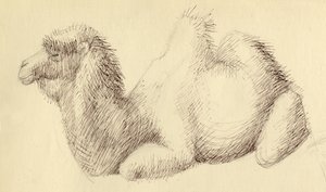 Camello, c. 1951