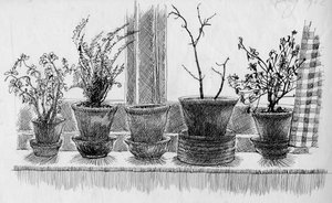 Plantas muertas en un alféizar, 1952