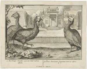 gallina de Guinea 3 aves americanas, también están muy en África (...) (título sobre el objeto) de Sieuwert van der Meulen