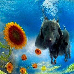 "Underwaterdog: Una inmersión en lo inesperado" de Silvia Martini