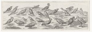 Paisaje con diferentes tipos de pájaros. Pájaros e insectos (título de la serie) de Simon Frisius