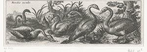 cisnes Pájaros e insectos (título de la serie) de Simon Frisius
