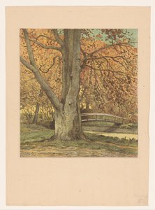 Árbol junto al arroyo en otoño