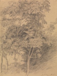 Estudio de árboles