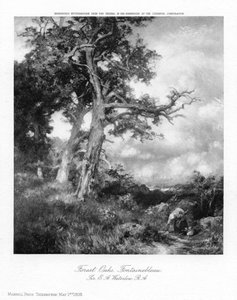 Robles del bosque, Fontainebleau