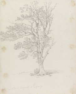 Árbol en Easton Park de Sir George Howland Beaumont seventh Baronet