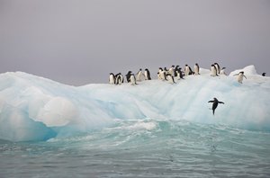 Pingüinos Adelia, Pygoscelis adeliae, sobre un iceberg, 2022 (foto) de Sisse Brimberg