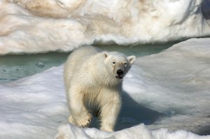 Oso polar (Ursus maritimus) caminando sobre un témpano de hielo, Islas Svalbard, Noruega., 2022 (foto) de Sisse Brimberg