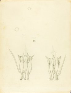Acacias