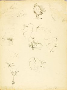 Estudios sobre animales de Solon H. Borglum