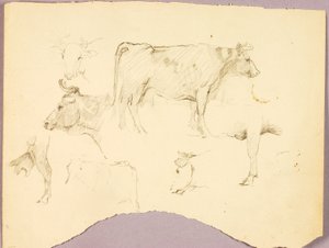 Toros