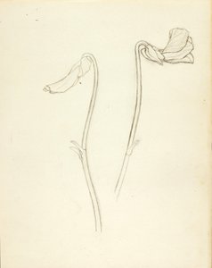 Flor cerrada y abierta de Solon H. Borglum