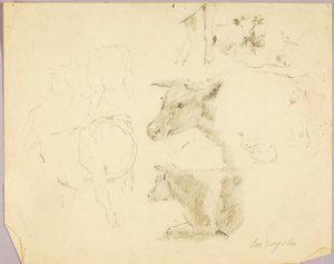 Vacas de Solon H. Borglum