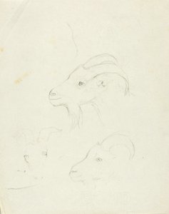 Cabras de Solon H. Borglum
