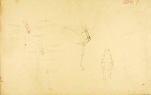 Anatomía del caballo de Solon H. Borglum