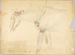 Estudio sobre caballos