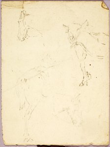 Caballos