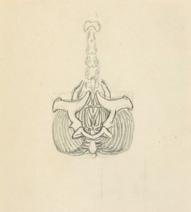 Pelvis de Solon H. Borglum