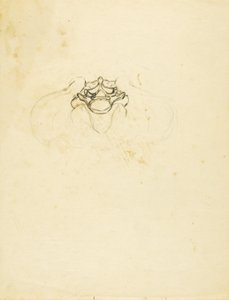 Pelvis de Solon H. Borglum
