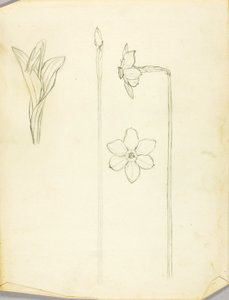 Estudio de plantas de Solon H. Borglum