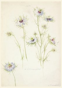 Dibujo, Estudios: Amor en la niebla, finales del siglo XIX de Sophia L. Crownfield