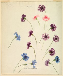 Dibujo, Estudio: Acianos, finales del siglo XIX de Sophia L. Crownfield