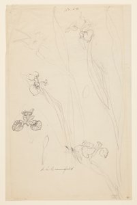 Estudios de lirios de Sophia L. Crownfield
