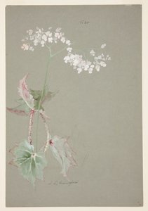 Estudio de Begonia Rosa de Sophia L. Crownfield
