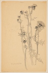 Estudio de plantas de cardo de Sophia L. Crownfield