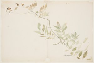Estudio de follaje de glicinia de Sophia L. Crownfield