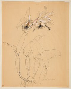 Estudio de una orquídea
