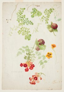 Estudio de Helecho de Cabello de Venus, Trompeta y Capuchina de Sophia L. Crownfield