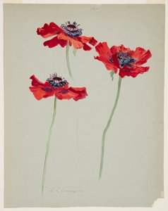 Tres estudios de amapolas