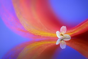 Reflejo de una flor delicada