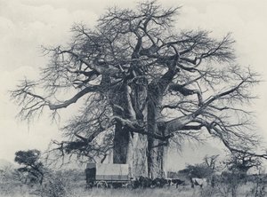 Un Árbol Baobab (foto en blanco y negro)