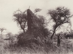 Un Hormiguero Gigante (foto en blanco y negro) de South African Photographer