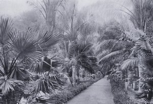 Avenida de las Palmas, Jardines Botánicos, Durban de South African Photographer