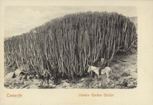 Hombres contemplando los famosos cactus de Cardón en Tenerife (foto b/n) de Spanish Photographer