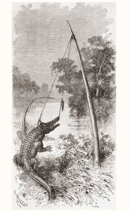 Una trampa para caimanes en el río Oyapock o Oiapoque, que forma la frontera entre Guayana Francesa y Brasil de Spanish School