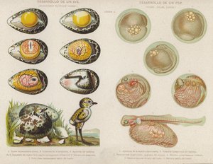 Desarrollo de aves y peces desde sus huevos de Spanish School