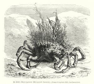 Cangrejo araña europeo (Maja squinado) de Spanish School
